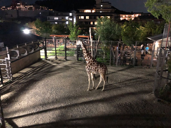 京都市動物園のキリン